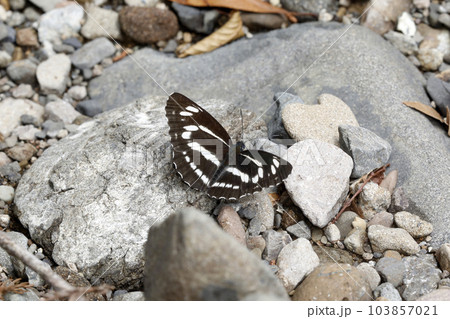 ミスジチョウ 103857021