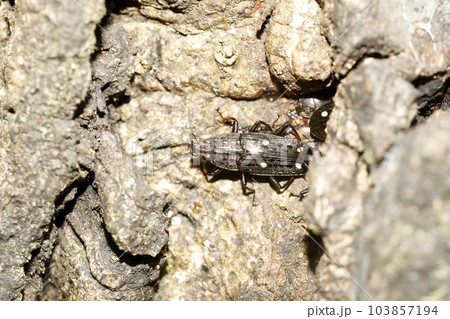 ヨツボシオオキスイ ヨツボシオオキスイ 103857194