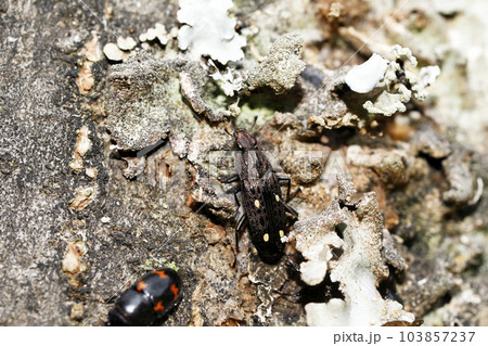 ヨツボシオオキスイとヨツボシケシキスイ 103857237