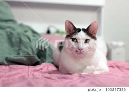 Daily concept of Japanese Bobtail cat living at home 103857336