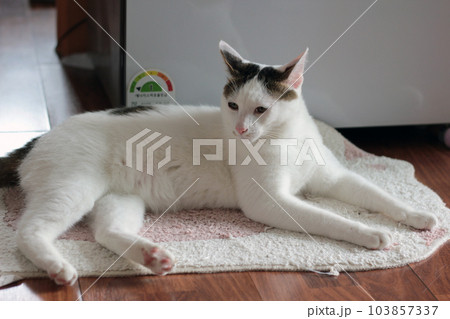Daily concept of Japanese Bobtail cat living at home 103857337