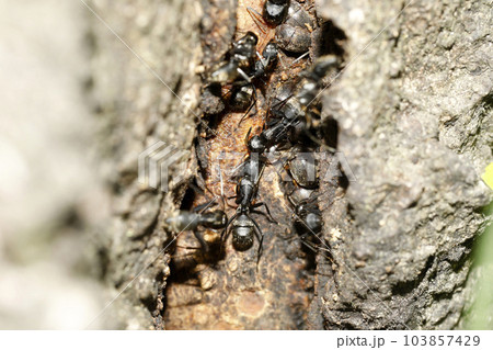 クロオオアリとケシキスイ科の一種 クロオオアリとケシキスイ科の一種 103857429