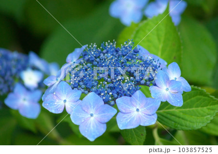 カラフルに咲くアジサイ カラフルに咲くアジサイ 103857525
