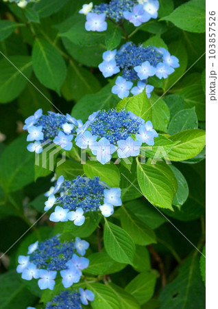 カラフルに咲くアジサイ カラフルに咲くアジサイ 103857526