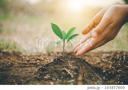 Two hands of was carrying of potting seedlings to be planted into the soil.- concept love world 103857600