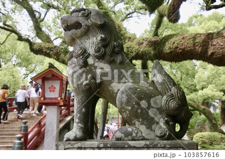 狛犬・太宰府天満宮(福岡県・太宰府市) 狛犬・太宰府天満宮(福岡県・太宰府市) 103857616