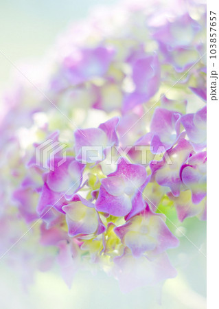 アジサイの花 アジサイの花 103857657