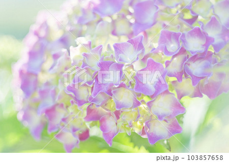 アジサイの花 103857658