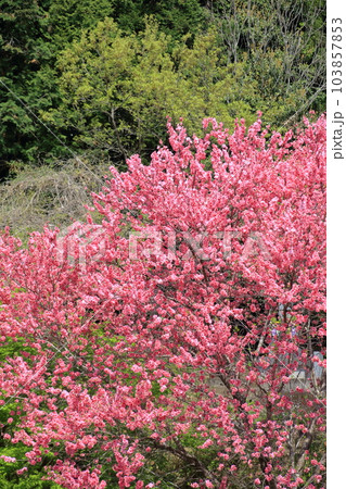 関山桜 関山桜 103857853