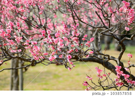 梅の花 八重唐梅 梅の花 八重唐梅 103857858