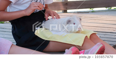 動物園でモルモットとふれあう子供 動物園でモルモットとふれあう子供 103857870