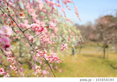 梅の花　八重祭笠枝垂 103858193
