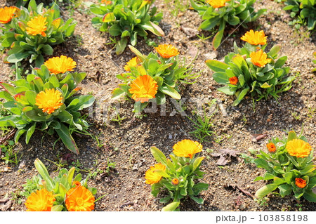 カレンジュラの花 カレンジュラの花 103858198