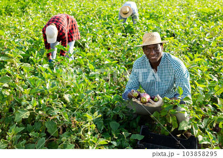 African american man harvesting ripe eggplant in farmer field 103858295