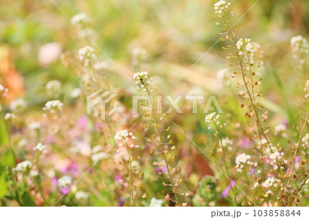 ナズナの花 ナズナの花 103858844