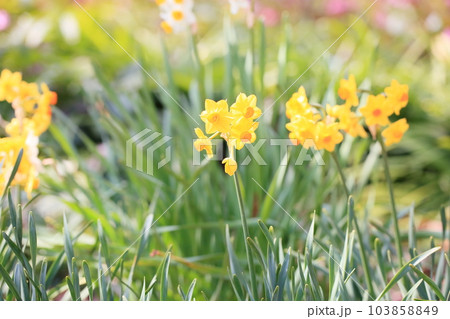 黄色の水仙の花 103858849