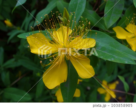 ビョウヤナギ 103858905