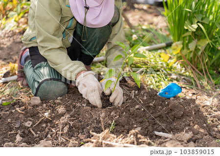 ピーマンの苗を植えるシニア女性 103859015