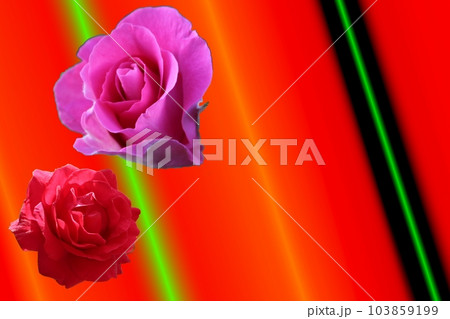 コントラストなバラ コントラストなバラ 103859199
