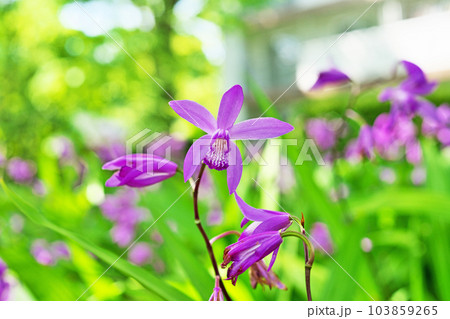 ピンク色のシランの花（春、五月） 103859265