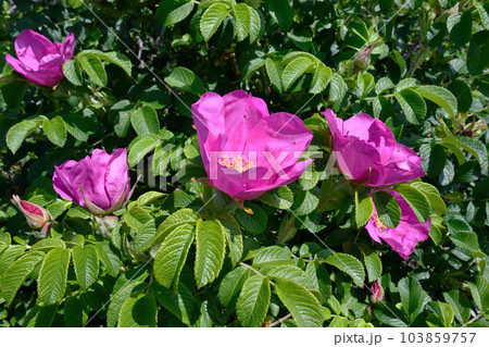 ハマナスの花（北海道・斜里町） 103859757