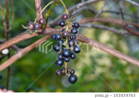 ヤマブドウの実（北海道・鶴居村） 103859763