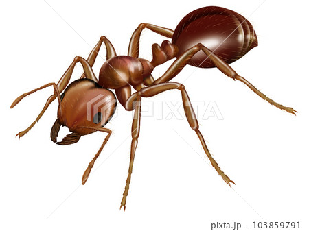 ヒアリイメージ 103859791