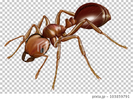 ヒアリイメージ 103859791