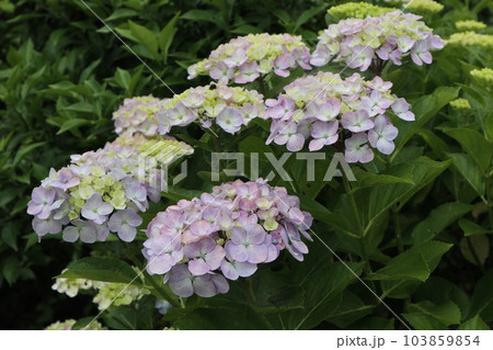 梅雨空に紫陽花の花咲き誇る 103859854