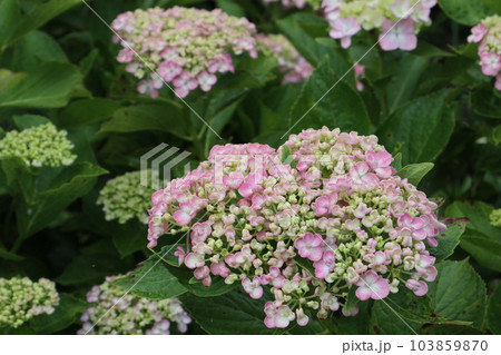梅雨空に紫陽花の花咲き誇る 103859870