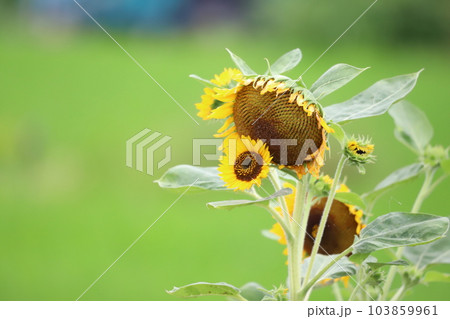 ヒマワリの花 103859961