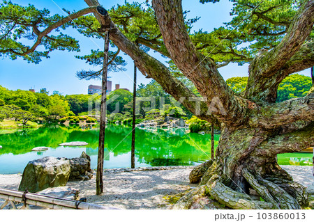 香川 栗林公園 ~根上り五葉松~ 香川 栗林公園 ~根上り五葉松~ 103860013