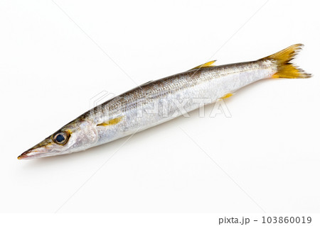 カマス カマス 103860019