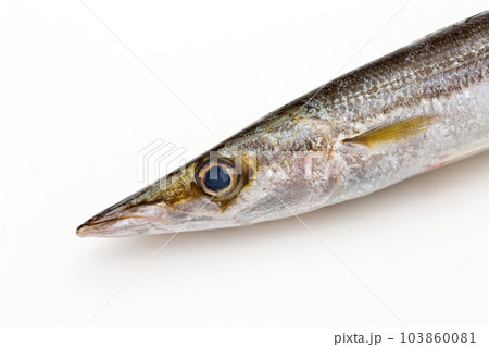 カマス 103860081