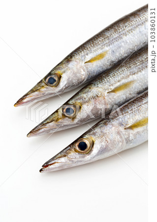 カマス 103860131