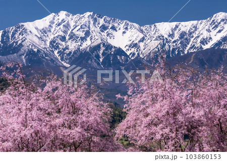 《長野県》満開の桜と北アルプスの山々・番所の桜 《長野県》満開の桜と北アルプスの山々・番所の桜 103860153