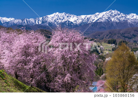 《長野県》満開の桜と北アルプスの山々・番所の桜 103860156