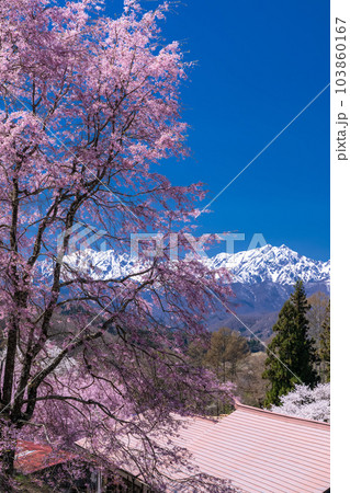 《長野県》満開の桜と北アルプスの山々・番所の桜 103860167
