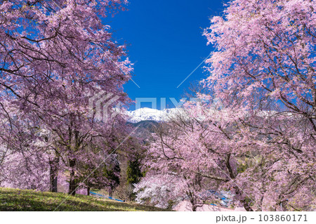 《長野県》満開の桜と北アルプスの山々・番所の桜 103860171