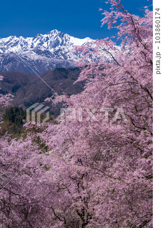 《長野県》満開の桜と北アルプスの山々・番所の桜 《長野県》満開の桜と北アルプスの山々・番所の桜 103860174