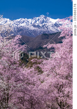 《長野県》満開の桜と北アルプスの山々・番所の桜 《長野県》満開の桜と北アルプスの山々・番所の桜 103860178