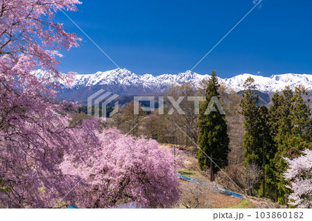 《長野県》満開の桜と北アルプスの山々・番所の桜 103860182