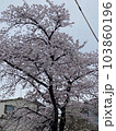 桜 103860196