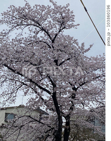 桜 103860196