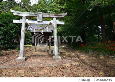 弘経寺(ぐぎょうじ)の彼岸花 #4 弘経寺(ぐぎょうじ)の彼岸花 #4 103860245