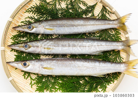 カマス 103860303