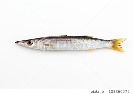 カマス カマス 103860373