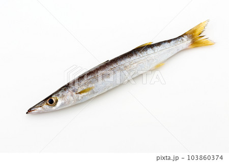 カマス カマス 103860374