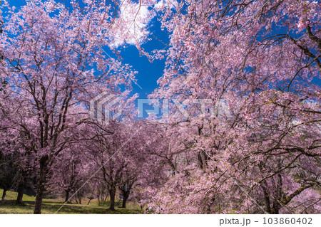 《長野県》番所の桜・桜満開 103860402