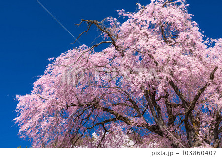 《長野県》番所の桜・桜満開 《長野県》番所の桜・桜満開 103860407
